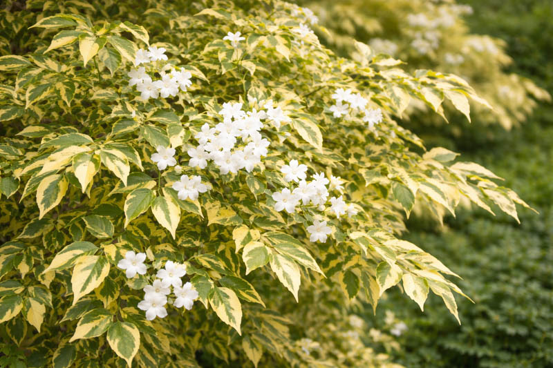 Jasminum officinale Aureovariegatum variegated common jasmine climbing with white starry flowers