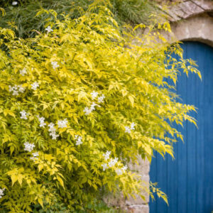 Jasminum Fiona sunrise Jasmine cascading over a rustic door