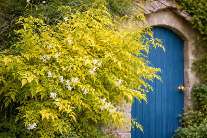 Jasminum Fiona sunrise Jasmine cascading over a rustic door
