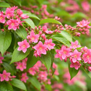 Jasminum beesianum, Red Jasmine, Beesianum Jasmine, Jasmine, Jasmin Rose, Rosenjasmin