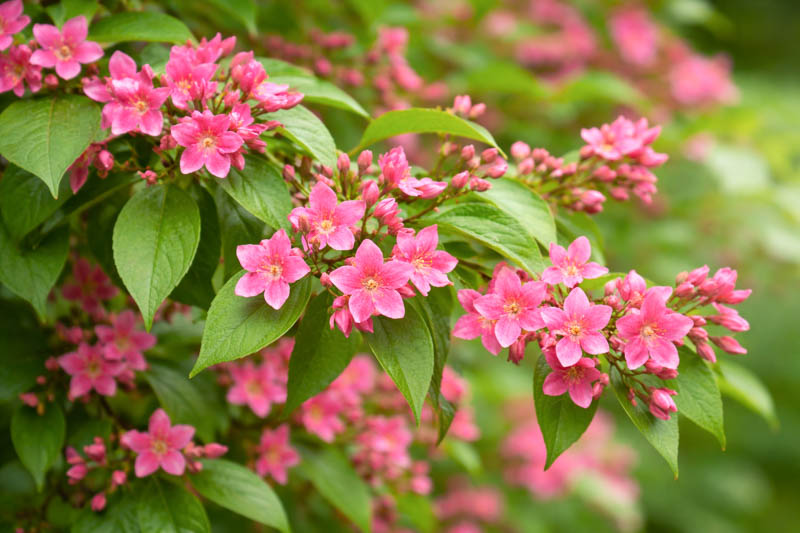 Jasminum beesianum, Red Jasmine, Beesianum Jasmine, Jasmine, Jasmin Rose, Rosenjasmin