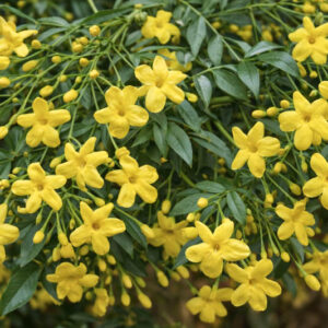 Jasminum humile, Italian Yellow Jasmine, Italian Jasmine, Yellow Jasmine