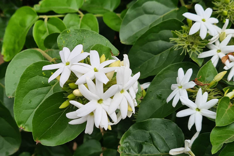 Jasminum multiflorum, downy jasmine, star jasmine, indian jasmine flowers