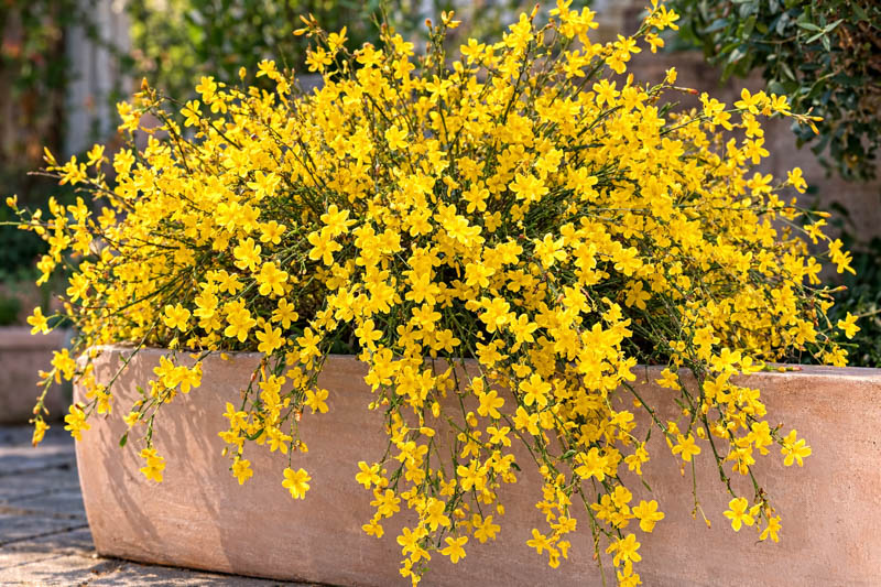 Jasminum nudiflorum, winter jasmine in a raised bed or planter Optimized