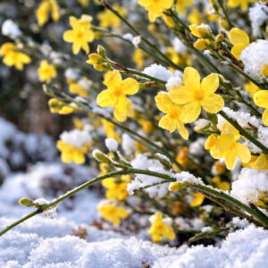 Jasminum nudiflorum, winter jasmine under snow, Best Jasmine for Cold Climates: Top Hardy Varieties