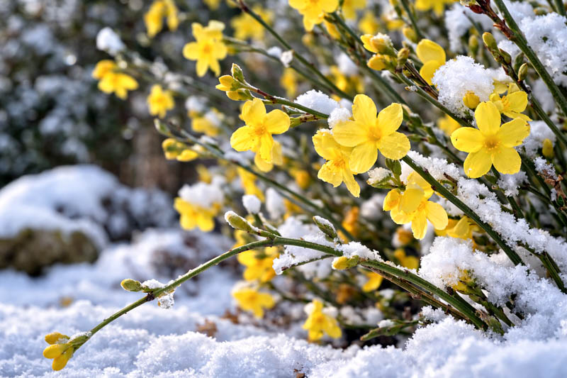 Best Jasmine for Cold Climates: Top Hardy Varieties