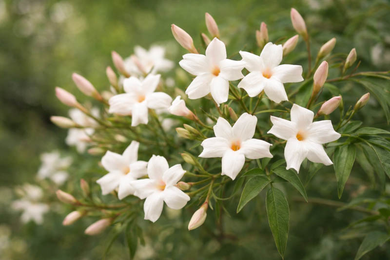 White fragrant flowers of common jasmine, jasminum officinale