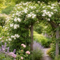 common jasmine, jasminum officinale growing on an arbors in the garden