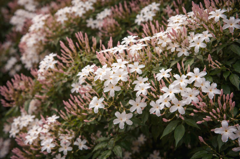 Jasminum polyanthum, Pink Jasmine flowers in the garden Optimized