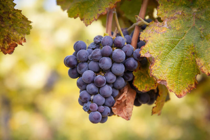 Petite Pearl grapes in autumn light