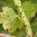 Phomopsis Cane and Leaf Spot, Grapevine with Phomopsis infection close-up