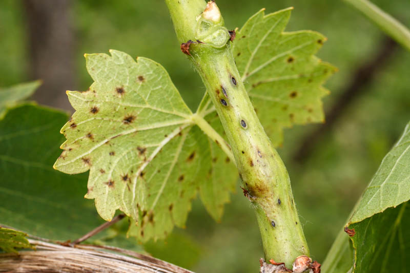 Phomopsis Cane and Leaf Spot, Grapevine with Phomopsis infection close-up