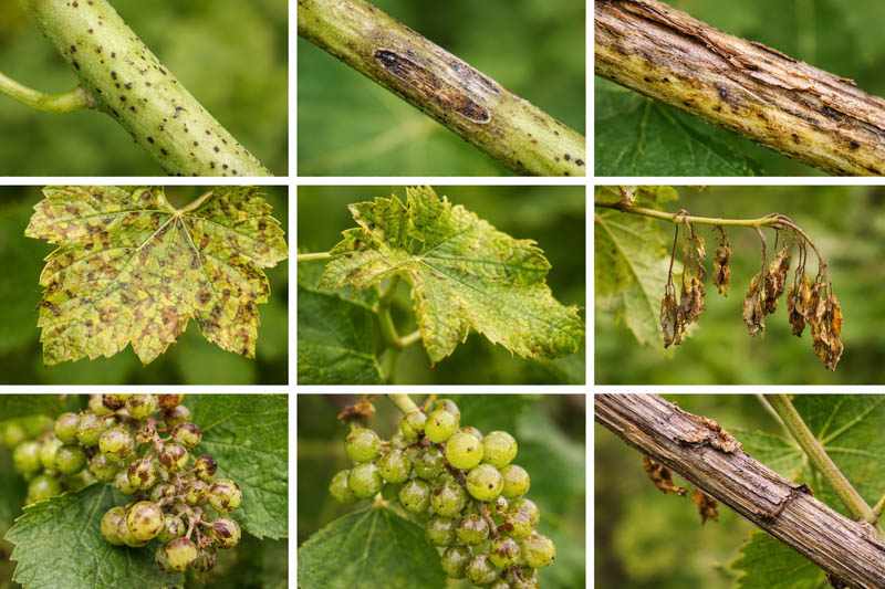 Phomopsis Cane and Leaf Spot,Grapevine Phomopsis disease stages