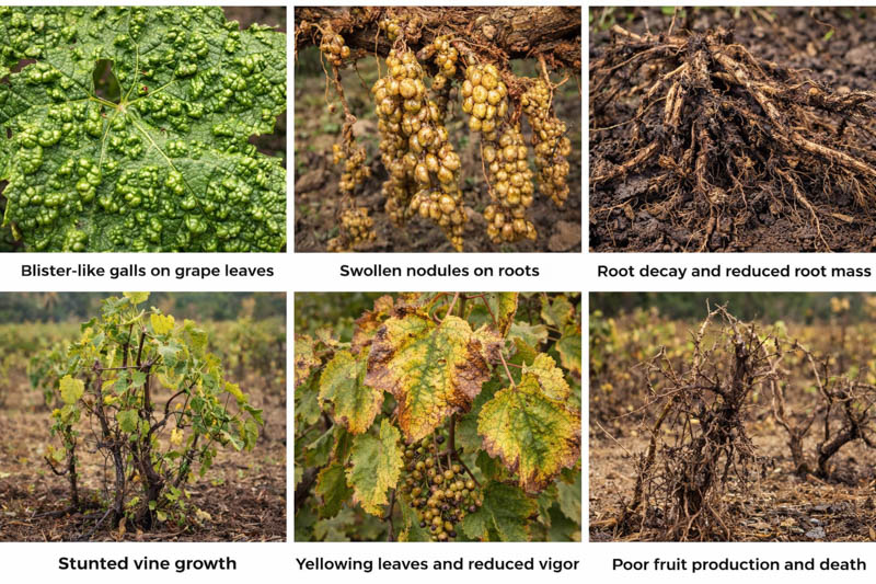 Phylloxera damage on grapevines