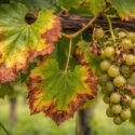 Pierce's disease on grapevine leaves