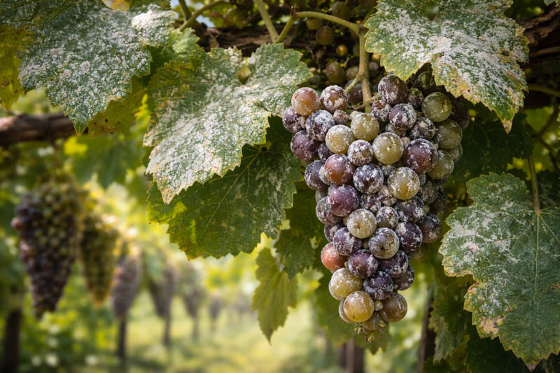 Powdery Mildew on Grapes
