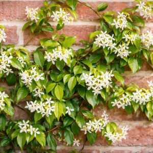 Trachelospermum jasminoides, star jasmine climbing a brick wall