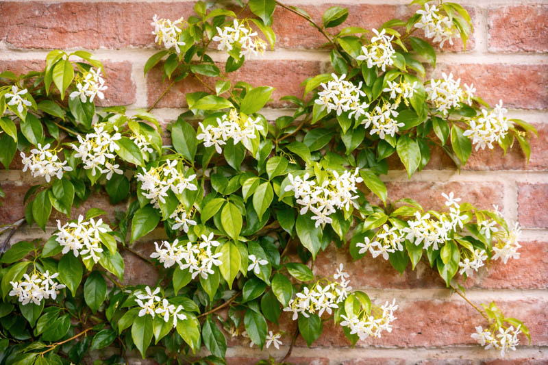 Confederate Jasmine Guide - Grow This Fragrant Vine