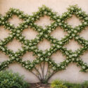 Chinese Ivy, Chinese Jasmine, Star Jasmine, Confederate Jasmine, Jasmin Rhynchospermum, Jasmin Rhyncospermum