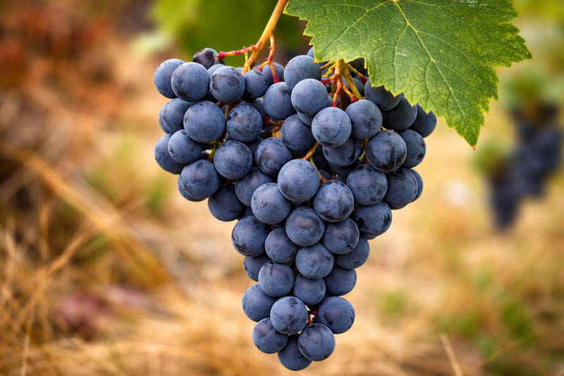 Valiant grapes on the vine