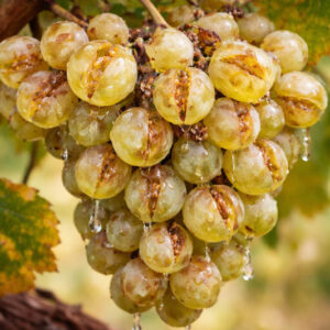 Why Grapes Split Before Harvest