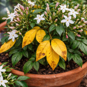 Why Jasmine Leaves Turn Yellow and How to Fix It