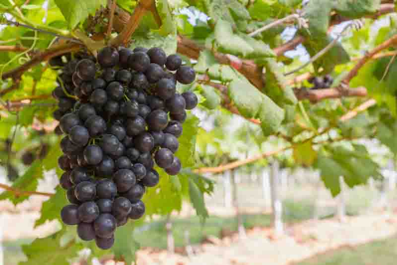 Grape Frontenac Red on the vine.