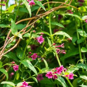 Jasminum beesianum, Red Jasmine, Beesianum Jasmine, Jasmine, Jasmin Rose, Rosenjasmin