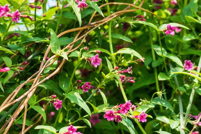 Jasminum beesianum, Red Jasmine, Beesianum Jasmine, Jasmine, Jasmin Rose, Rosenjasmin