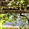Trachelospermum jasminoides, star jasmine climbing a pergola