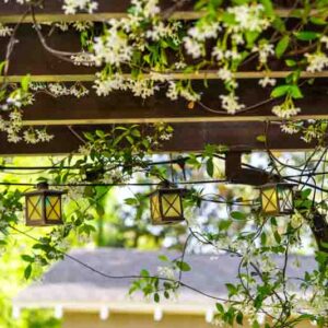 Trachelospermum jasminoides, star jasmine climbing a pergola