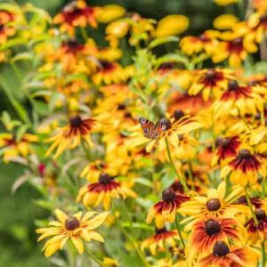 Butterfly on rudbeckias, black eyed Susan