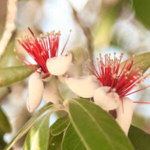 feijoa flowers on a tree branch