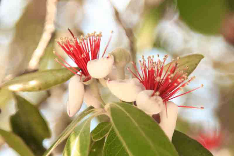 feijoa flowers on a tree branch