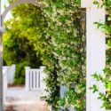 How to Train Jasmine on a Trellis, Growing Jasmine on a trellis