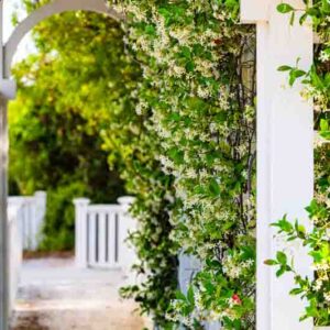 How to Train Jasmine on a Trellis, Growing Jasmine on a trellis