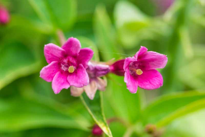 Jasminum beesianum, Red Jasmine, Beesianum Jasmine, Jasmine, Jasmin Rose, Rosenjasmin