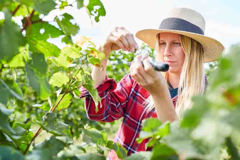 Woman as a winemaker with a hand refractometer measures the ripeness of a grape