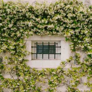 Trachelospermum jasminoides,Star Jasmine, confederate Jasmine in espalier