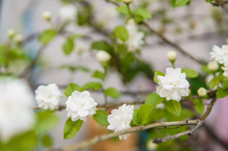 Jasminum sambac,Arabian jasmine, white flowers blooming on a branch.