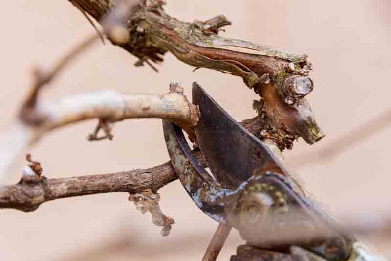 Grape, Pruning the grapevine in spring, how to prune grapes