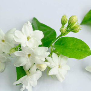 Arabian jasmine or White mogra or Jasminum sambac flower Buds.