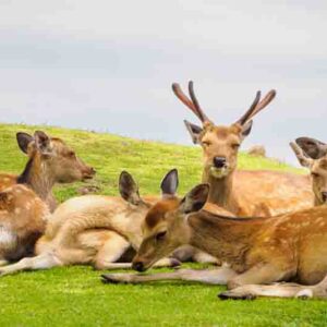Deer in the garden