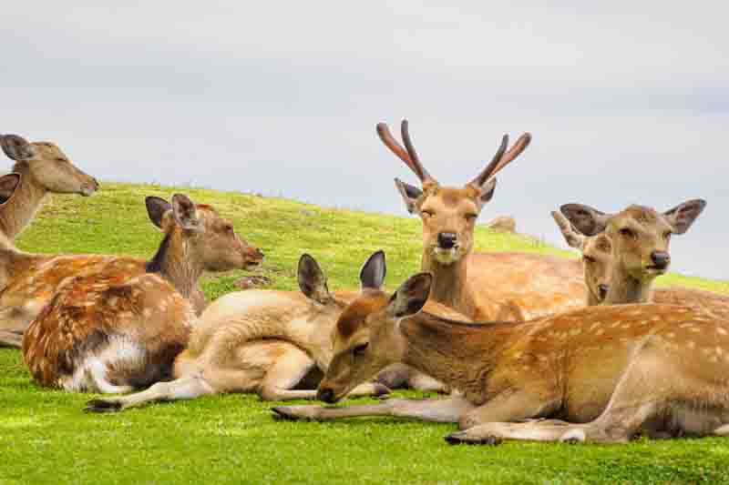 Deer in the garden