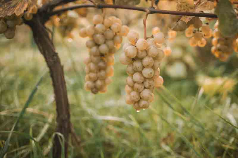Edelweiss grapes on the vine