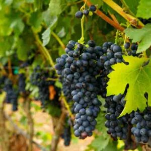 How Long Grapevines Take to Produce Fruit, vineyard at golden hour
