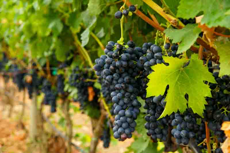 How Long Grapevines Take to Produce Fruit, vineyard at golden hour