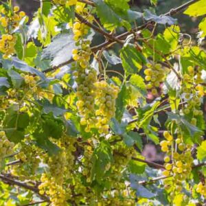 Ripe green grapes growing on an arbor.