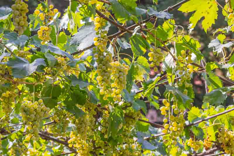 Ripe green grapes growing on an arbor.