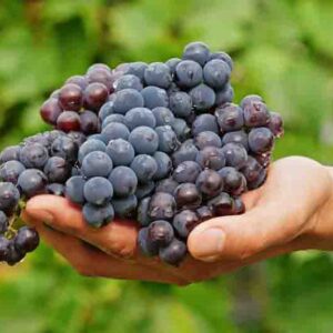 Farmer holding freshly harvested grapes. Hand with a bunch of wine grapes shows fresh harvest, symbolizing organic farming, healthy food and the start of winemaking.